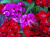 Blumen - Bartnelken im Album Blumen unter Landschaften
(klick für Vollbild)